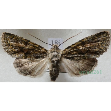 Dryobotodes eremita (Fabricius, 1775) Czech18j
